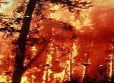 Площадь природных пожаров превысила показатели 2010 года уже в три раза