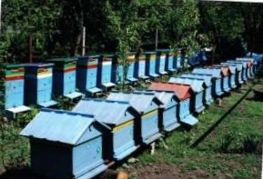 Пчеловодам передали земли под развитие