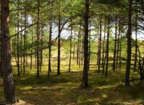 Власти Подмосковья опровергли информацию об исчезновении лесов