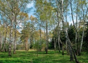 Жители района Ясенево выступают против строительства кафе на территории Битцевского леса