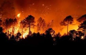 По вине рыбаков сгорело шесть гектаров леса
